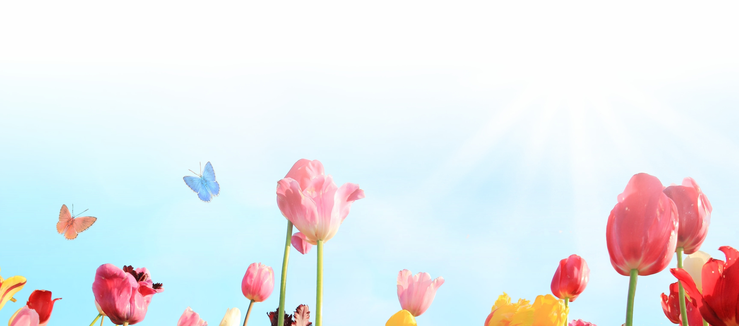 Core Values Background